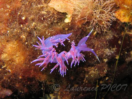Flabellina affinis .JPG - Méditerranée